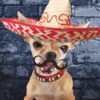 Cinco-de-mayo-w