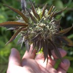 Hempcon-san-jose