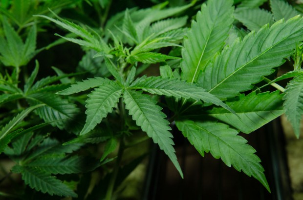 Dave's Not Here: This isn't Dave. This is a pot plant. Like we said, Dave isn't here, man...