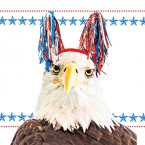 EagleActivateHead