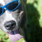 COOL DOGE: It's that time again. Bark in the Park is back! Photo by Taylor Jones.