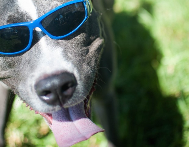 COOL DOGE: It's that time again. Bark in the Park is back! Photo by Taylor Jones.