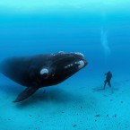 KIND OF BLUE: Photographer Brian Skerry's incredible underwater photography comes to Hammer Theatre