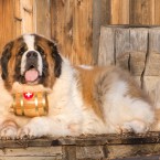 HAIR OF THE DOG: Get your fill of liquor and canines at Mosaic's benefit for the Silicon Valley Pet Project