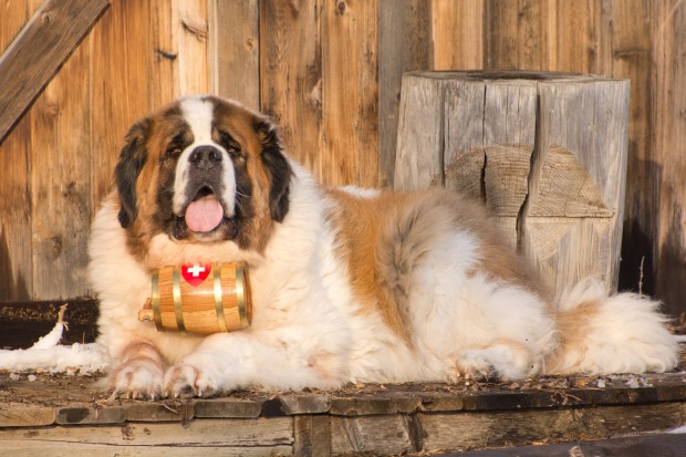 HAIR OF THE DOG: Get your fill of liquor and canines at Mosaic's benefit for the Silicon Valley Pet Project