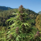 State and federal officials have budgeted millions of dollars to eradicate illegal pot farms on public lands.  Photo by Canna Obscura, via Shutterstock