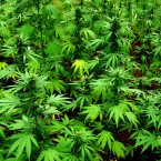GREEN BUSINESS: Smokers, jokers, and even midnight tokers are all invited to the 2018 Cannabis Business Summit.