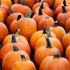 LIL PUMP: Long before 'Farming Simulator' came the original farm simulator: the pumpkin patch.