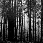 SPRUCED UP: 'Into the Woods' puts a new spin on a number of classic tales by the Brothers Grimm and Charles Perrault.
