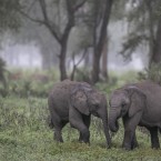 WILD LIFE: National Geographic photographer Bob Poole discusses his stunning work at the Hammer Theatre.