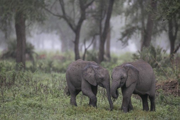 WILD LIFE: National Geographic photographer Bob Poole discusses his stunning work at the Hammer Theatre.