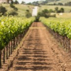 GRAPE ESCAPE: Enjoy the fruits of Santa Clara Valley's labors with the new month-long Wine Passport.