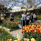BLOOM'S DAY: San Jose's own 'Bulb Guy' opens up his home, so that locals can enjoy his 84,000 flower garden.