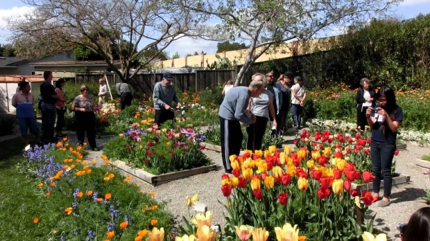 BLOOM'S DAY: San Jose's own 'Bulb Guy' opens up his home, so that locals can enjoy his 84,000 flower garden.