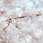 HANAMI: An annual Spring celebration, the Cherry Blossom Festival brings the Japanese tradition of hanami (flower watching) to Cupertino.