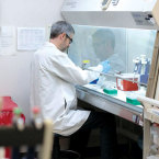 STUDY HALL:  A cannabis researcher at work at U.C. San Diego's Center for Medicinal Cannabis Research. Photo Courtesy of U.C. San Diego