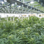 SHADY LAMPS  Indoor pot cultivation consumes 10 times the amount of electricity per square foot than is used by the typical office building. Photo courtesy Colorado State University