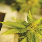 DELTA FLOW: An essentially unregulated market for hemp products made with Delta-8 THC instead of the typical Delta-9 molecules found in most cannabis products has emerged following the 2018 federal Farm Bill. Fu-ya licensed under CC BY-SA 2.0