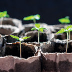 HOME GROWN:  A new online course by an Oakland-based professor is for people who want to learn the basics of marijuana growing. Enthusiasts say it’s just the start. Photo by Bondgrunge via Shutterstock