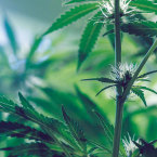 NO NEED FOR ALARM: Despite the fear that legalization would lead to increased cannabis use, studies have proven otherwise.