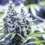 PASS THE TEST: Amazon announced it would cease pre-employment drug testing for all positions not covered by federal Department of Transportation regulations. Photo by PXhere.com