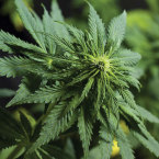 GREEN V. GREEN: The unregulated weed industry can be remarkably damaging to the environment, sucking up scarce water and spraying nasty pesticides all over the place. Photo by Diego Charlón