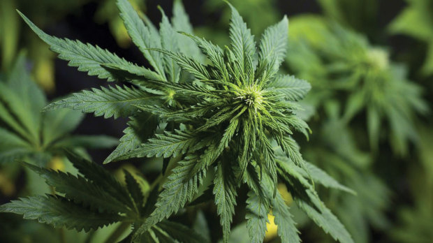 GREEN V. GREEN: The unregulated weed industry can be remarkably damaging to the environment, sucking up scarce water and spraying nasty pesticides all over the place. Photo by Diego Charlón